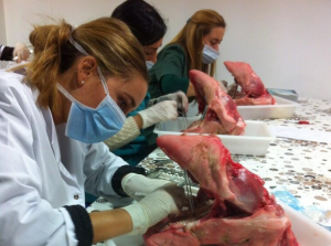 Experto en Periodoncia